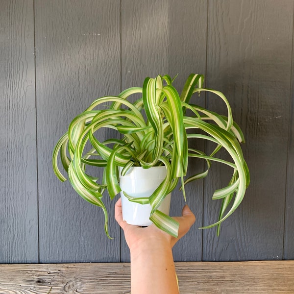 Curly Spider 'Bonnie' Air Purifying Indoor Plant (low light) in 4" 3 D printed Biopot