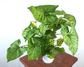 Arrowhead Plant (Berry Illusion Syngonium) Air Purifying Indoor Plant, Live Houseplant - Easy Care Plant, Home, Office, Dorm decor