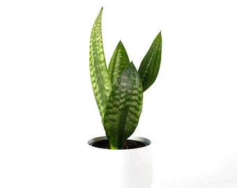 Snake Plant / Mother in Law's Tongue (Sansevieria Zeylanica) Air Purifying Plant - EASY CARE Houseplant, Housewarming, New to Gardening Gift