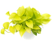 Neon Pothos Air Purifying Indoor Plant, Live houseplant, Easy Care, Housewarming, Birthday Present, Gift for Her, gardening