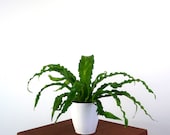 Birds Nest Fern Air Purifying Indoor Plant, Live Houseplant - Low Light Plant, Pet Safe, Gardening, Home, Office, Dorm, holiday decorations