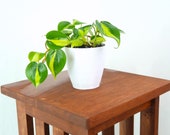 Philodendron Brasil Air Purifying Indoor Plant- Live Houseplant - Easy Care, Housewarming gift, Birthday Present, Gardening, dorm decor
