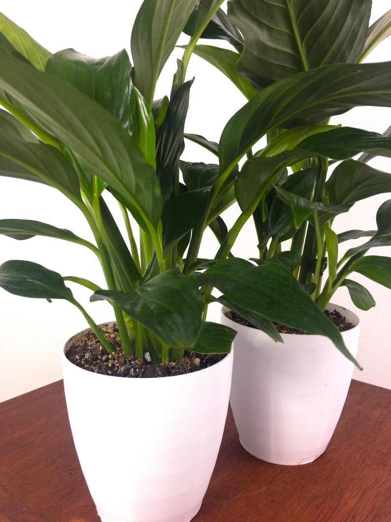 Peace Lilies Air Purifying Indoor Plant SET OF 2 Easy Care Etsy