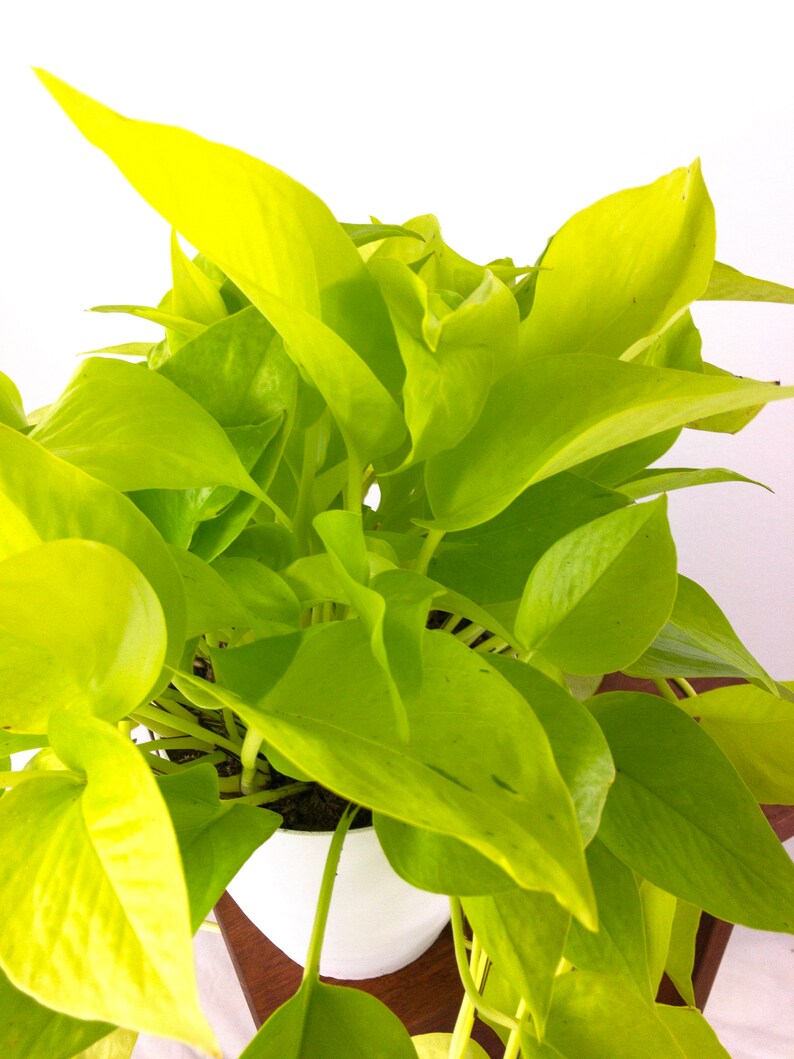 Large Neon Pothos Air Purifying Indoor Plant Live Houseplant Etsy