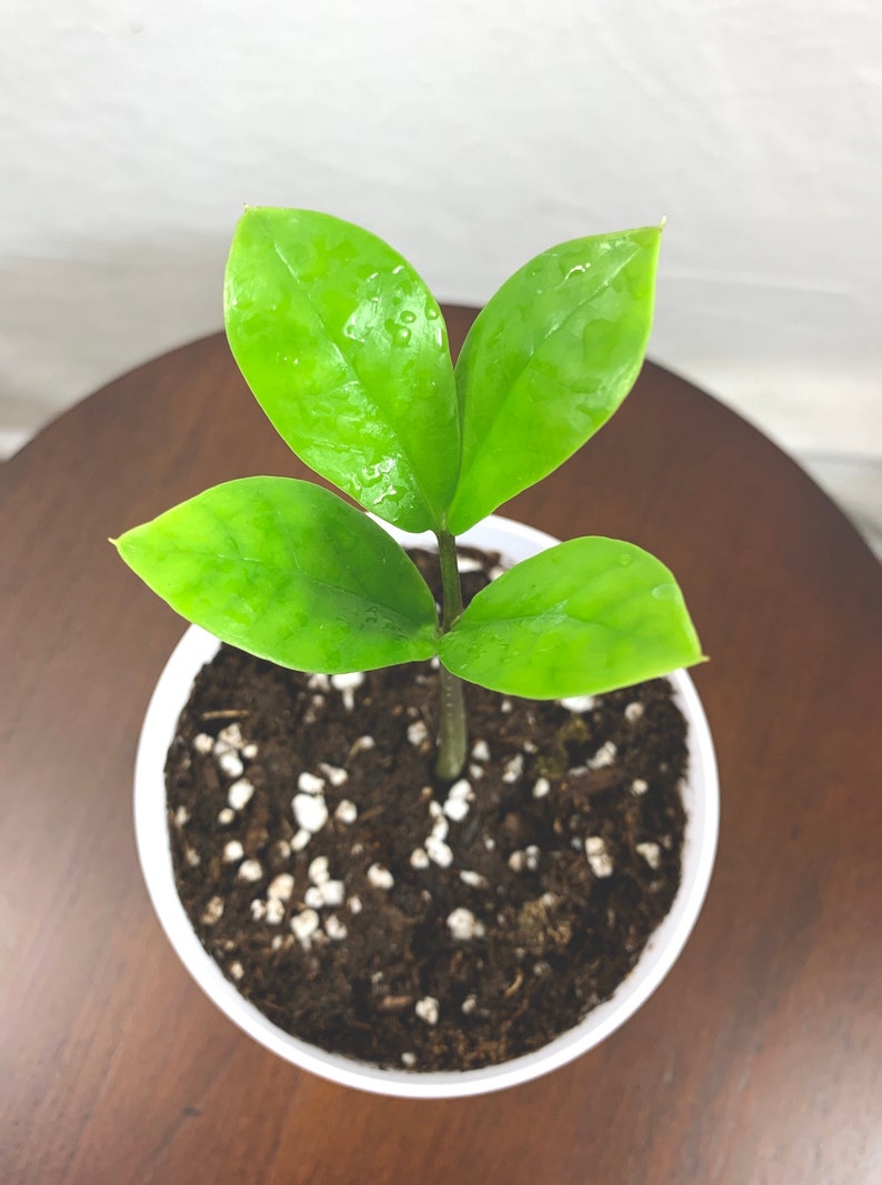 Baby ZZ Plant Zamioculcas Zamiifolia Live House Plant Etsy