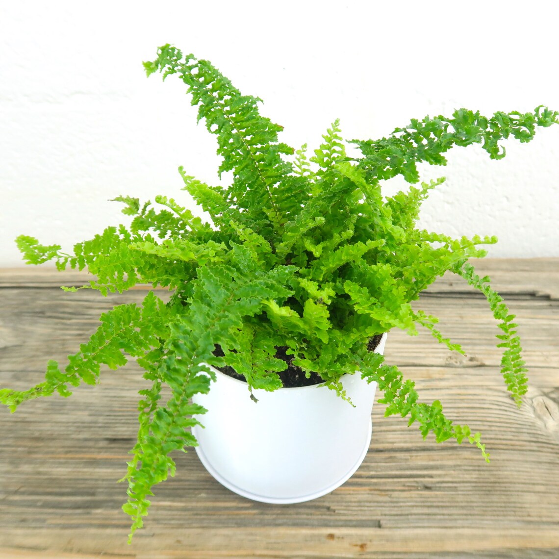 Medium Fern Air Purifying Plant Pet Safe Live Houseplant Etsy