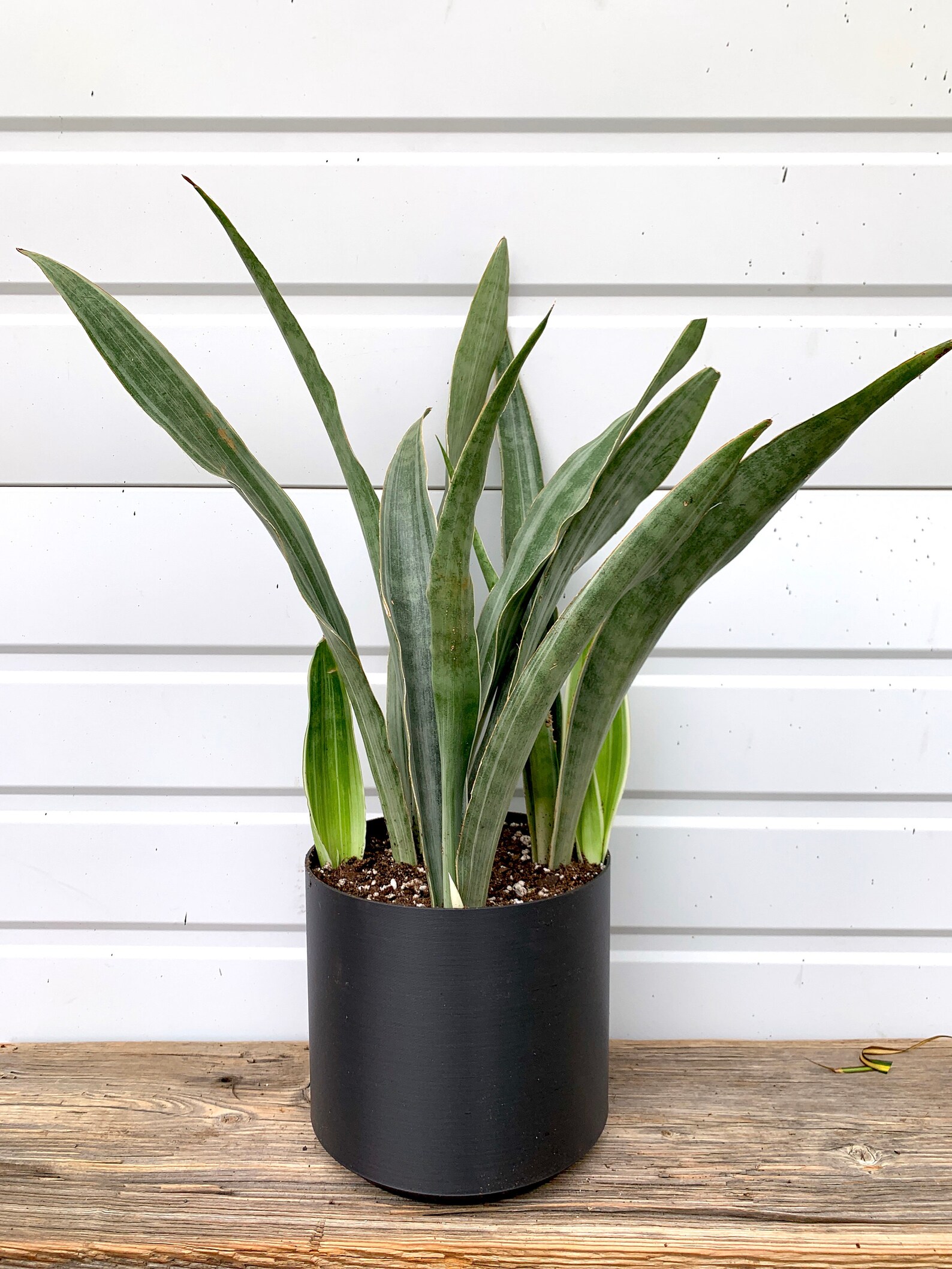Extra Large Snake Plant / Mother in Law�s Tongue Etsy
