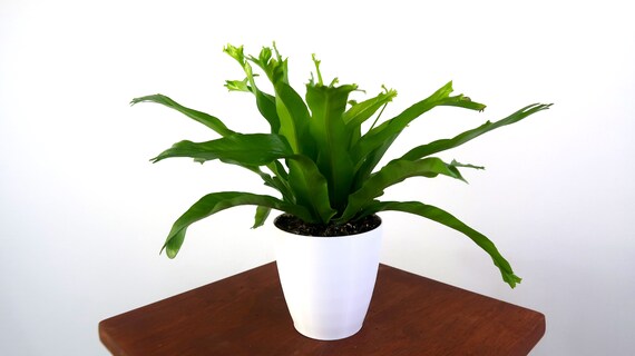 Birds Nest Fern Air Purifying Indoor Plant Live Houseplant Etsy