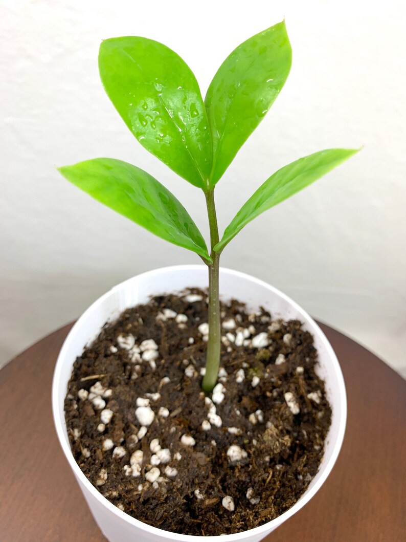 Baby ZZ Plant Zamioculcas Zamiifolia Live House Plant Etsy