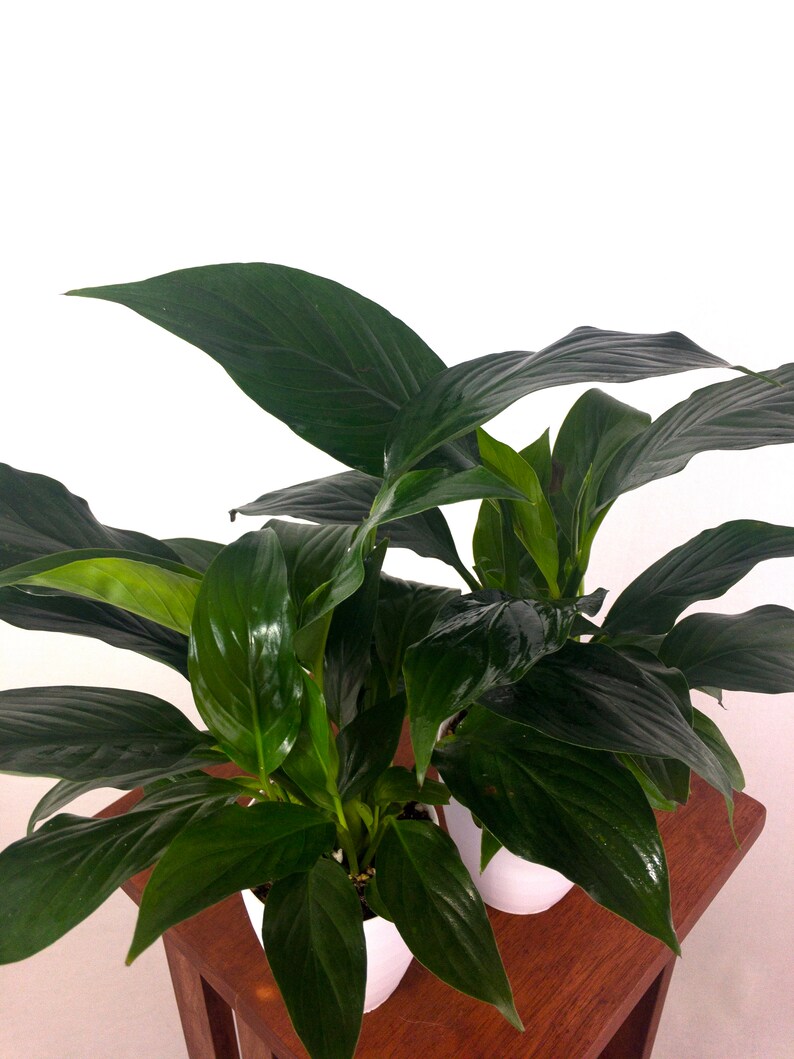 Peace Lilies Air Purifying Indoor Plant SET OF 2 Easy Care Etsy