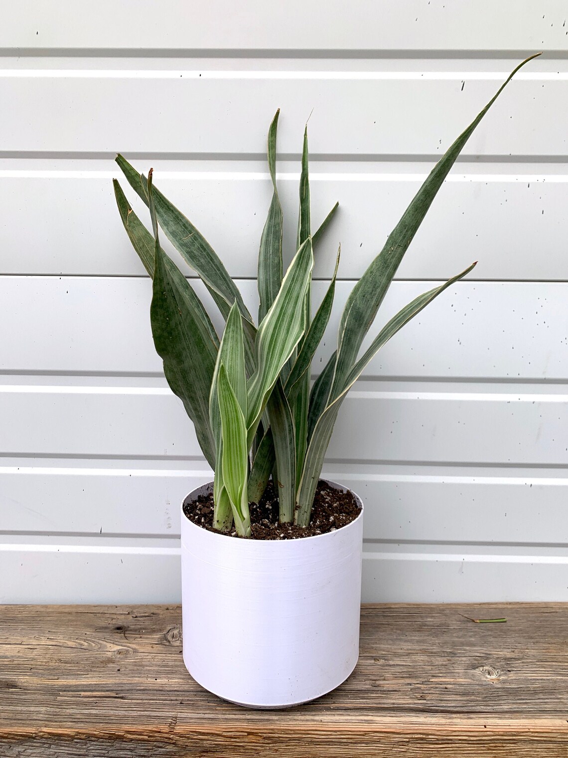 Extra Large Snake Plant / Mother in Law�s Tongue Etsy