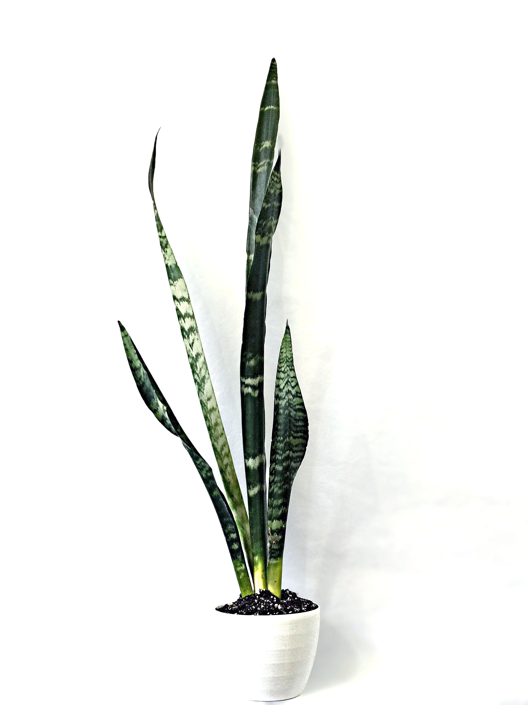 ExtraLarge Snake Plant / Mother in Law�s Tongue Etsy