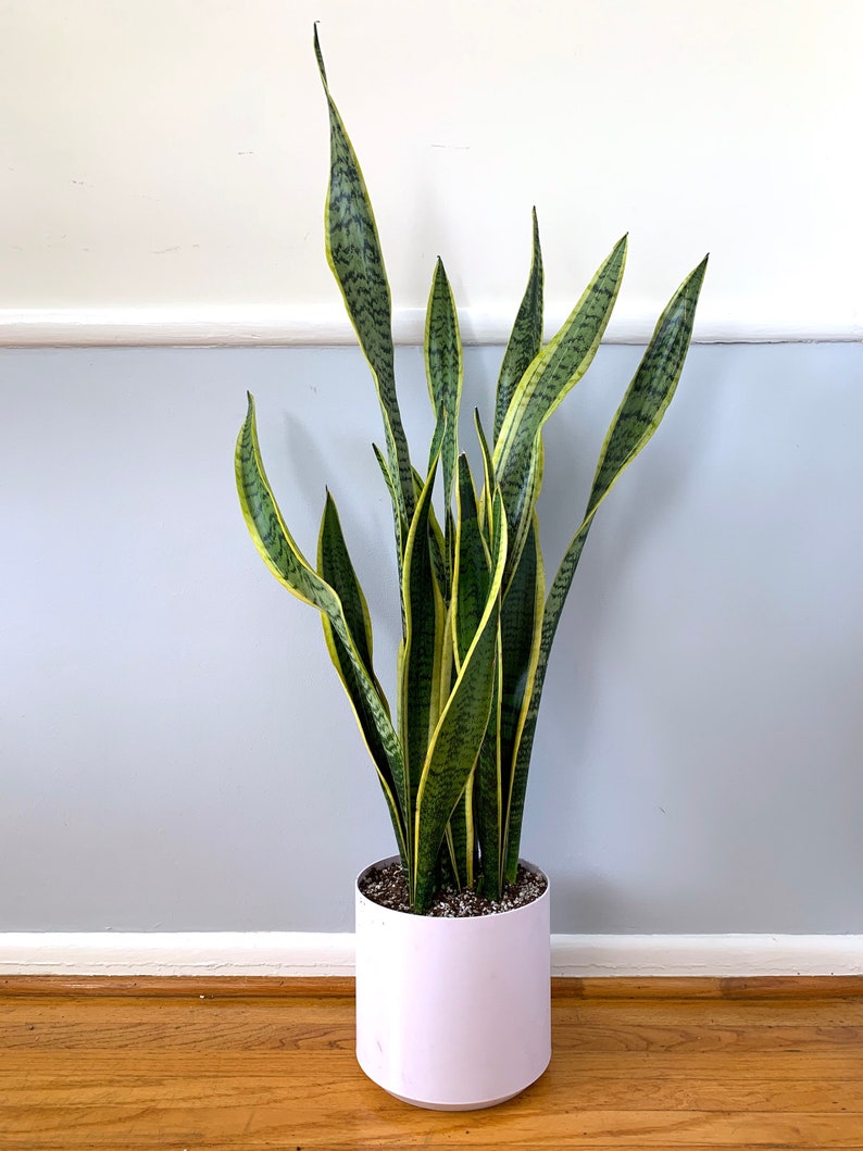 Extra Large Snake Plant / Mother in Law�s Tongue Etsy
