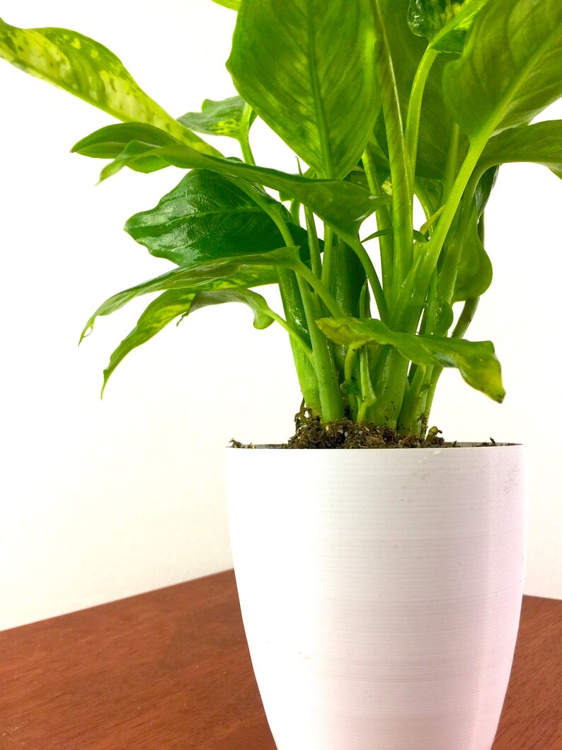 Dieffenbachia Compacta Air Purifying Live House Plant Easy Etsy