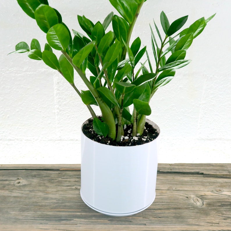 Large ZZ Plant Zamioculcas Zamiifolia Live House Plant Etsy
