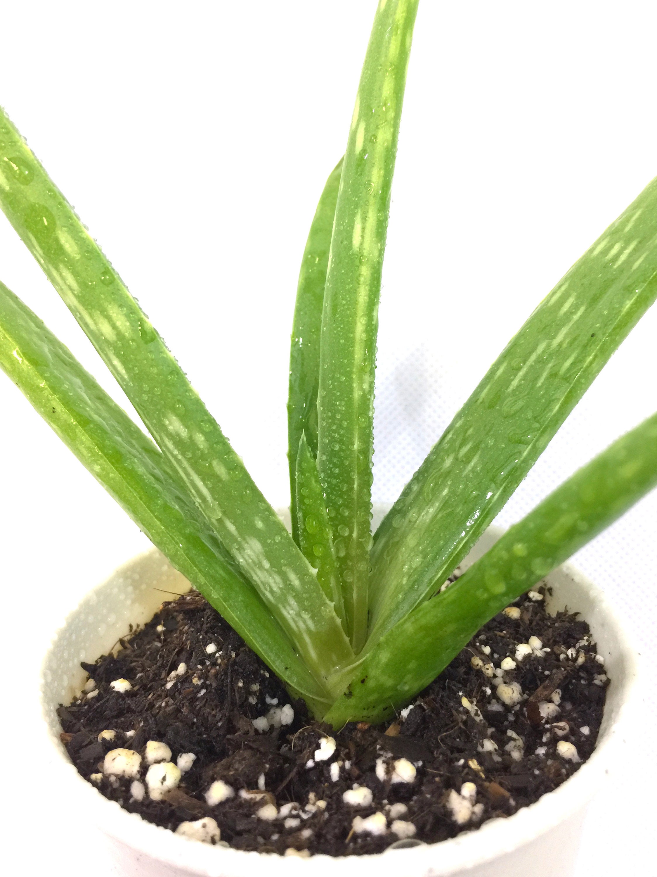 Baby Aloe Vera Air Purifying Plant EASY CARE Live Etsy