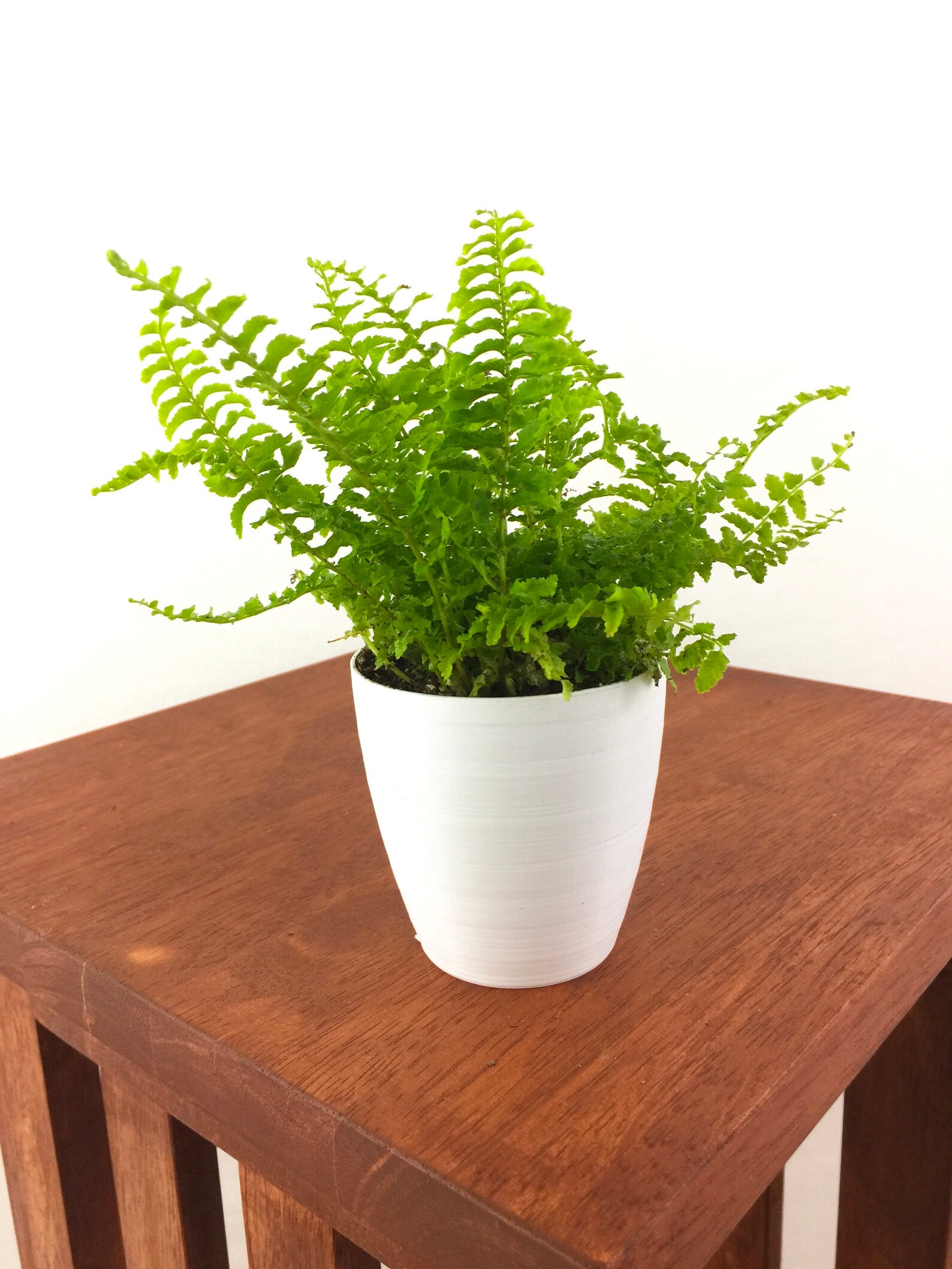 Baby Fern Air Purifying Plant Pet Safe Live Houseplant Etsy