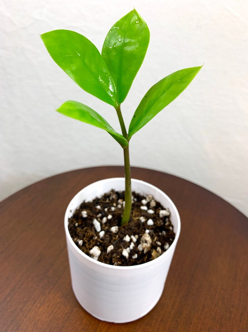 Baby ZZ Plant Zamioculcas Zamiifolia Live House Plant Etsy