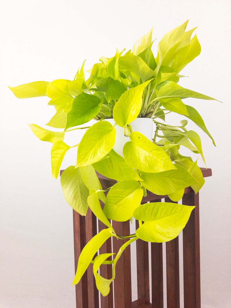 Large Neon Pothos Air Purifying Indoor Plant Live Houseplant Etsy