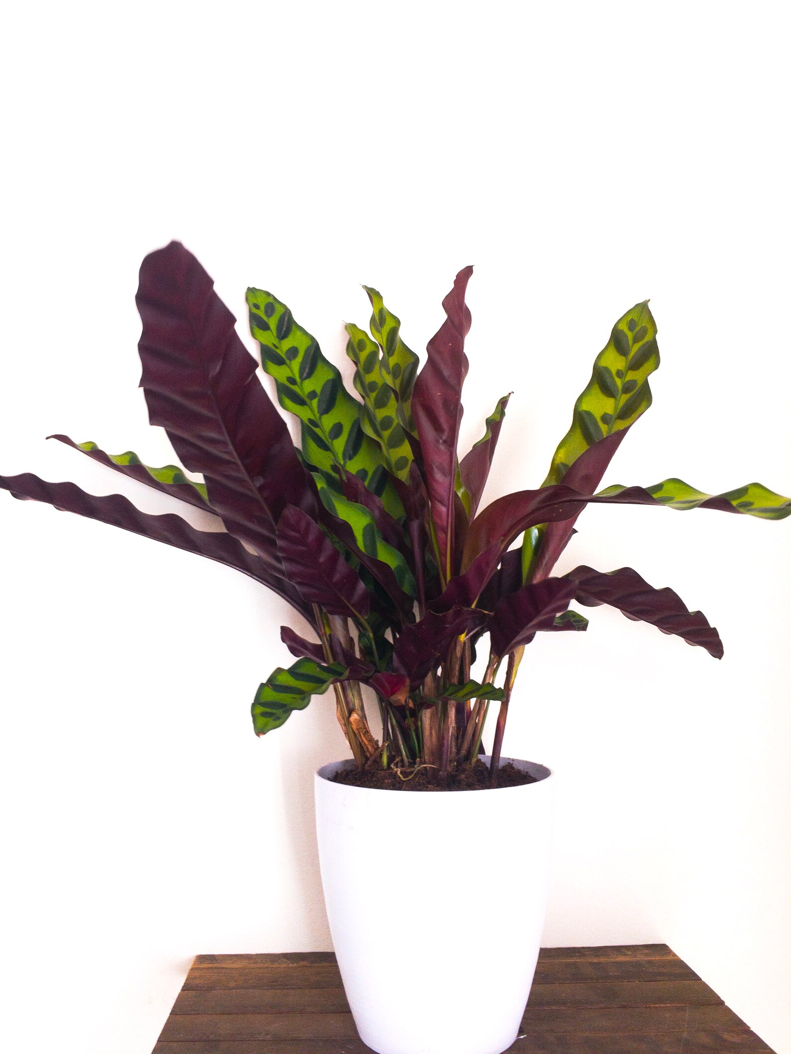 Calathea lancifolia