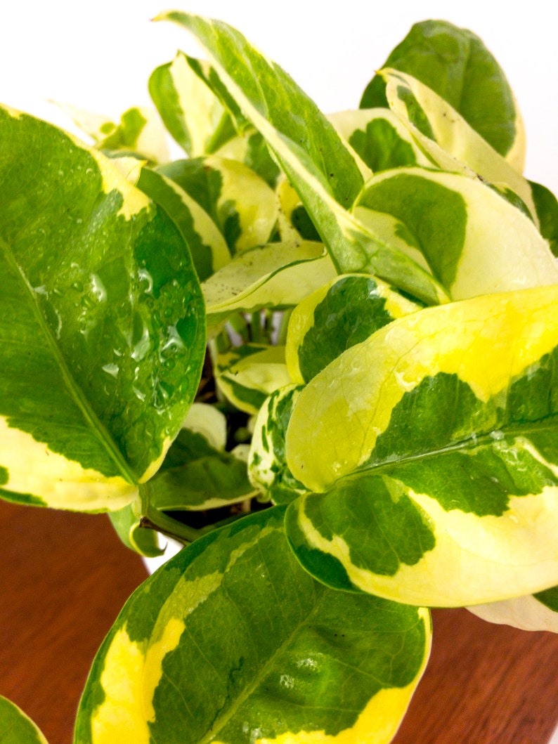 Pothos N'joy Air Purifying Plant Easy Care Live Etsy