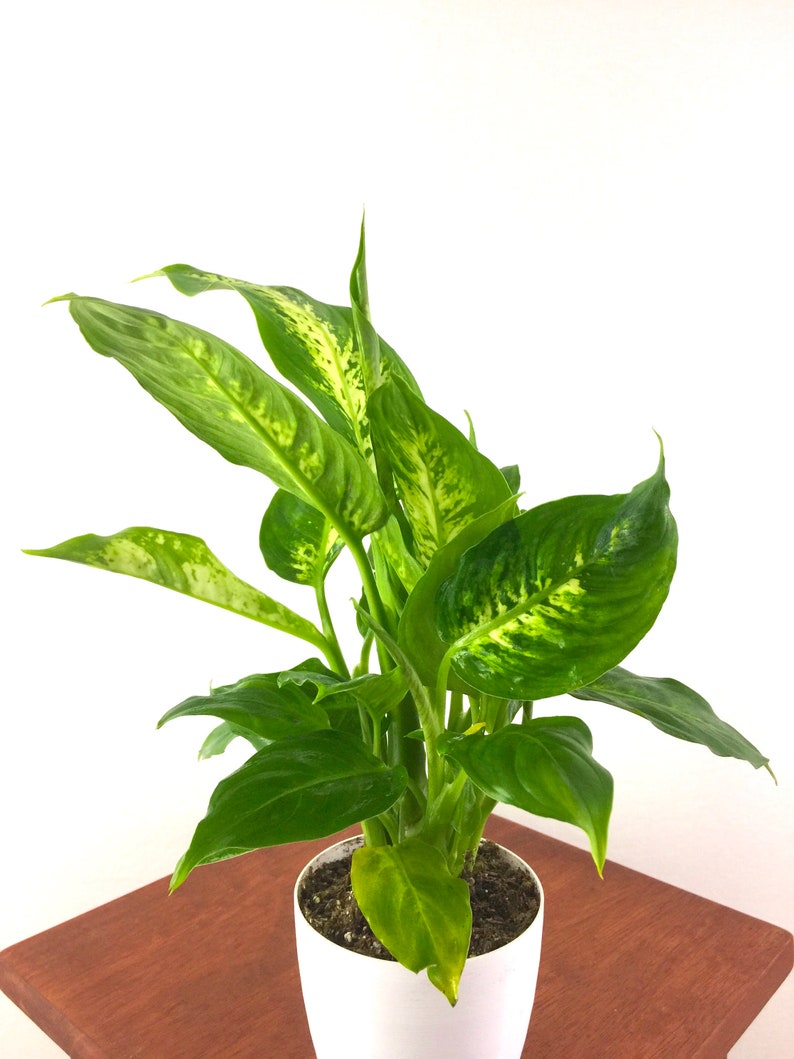 Dieffenbachia compacta plant Idea