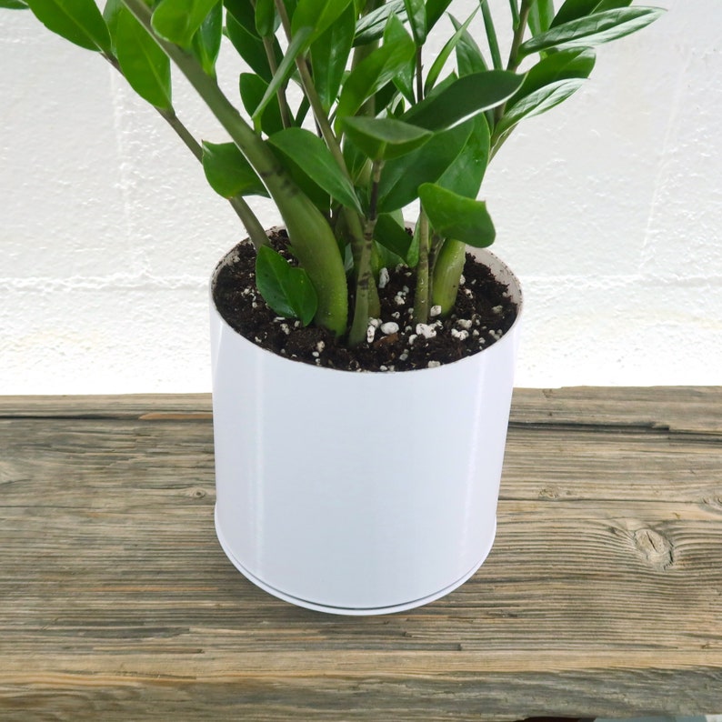 Large ZZ Plant Zamioculcas Zamiifolia Live House Plant Etsy