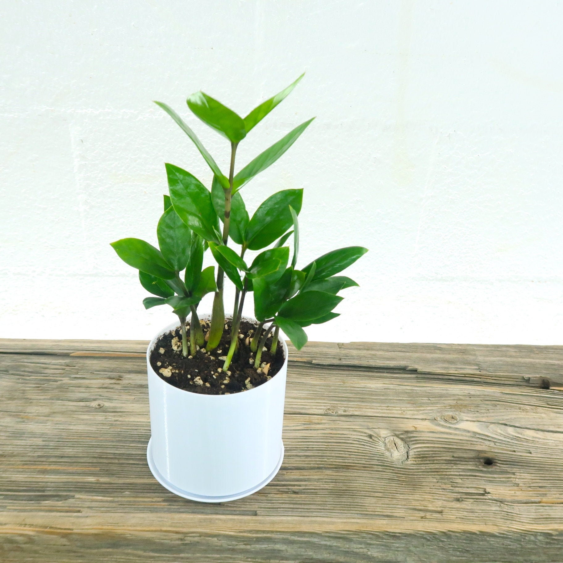ZZ Plant (Zamioculcas Zamiifolia) Live House Plant - Super Easy Care …