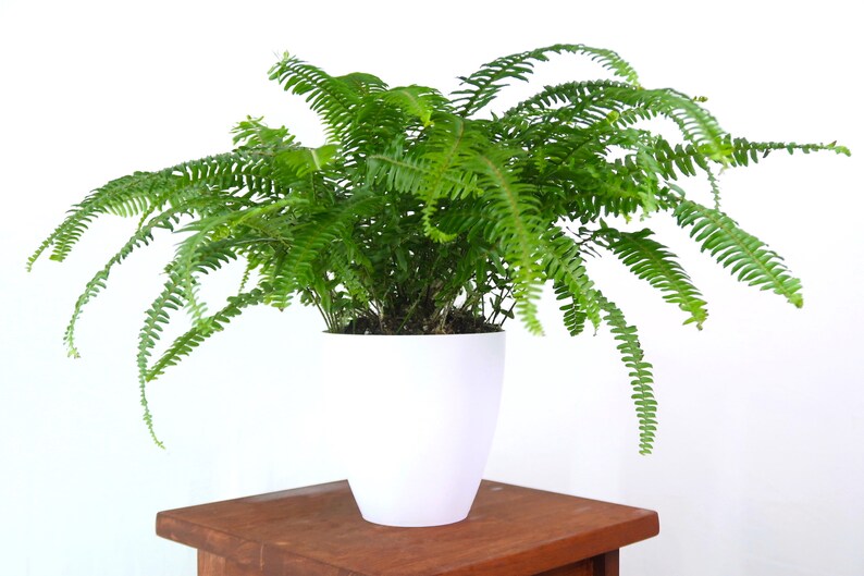 Large Boston Fern Air Purifying Indoor Plant Pet Safe Easy Etsy