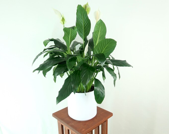 Extralarge Peace Lily Live Indoor Plant, Air Purifying Houseplant
