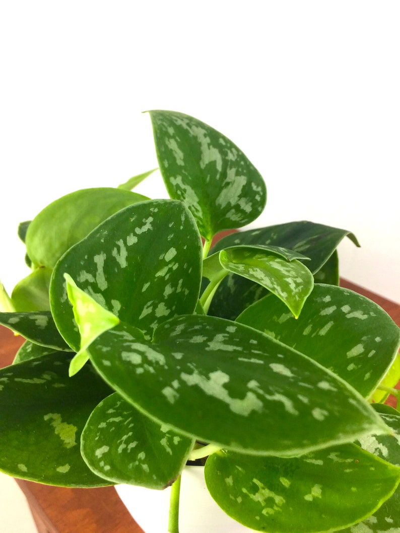Satin Pothos Air Purifying Live Indoor Plant Easy Care Etsy