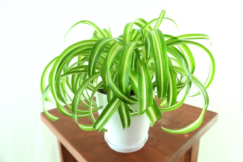Curly Spider 'Bonnie' Air Purifying Indoor Plant Cat In BioPot W/ Saucer