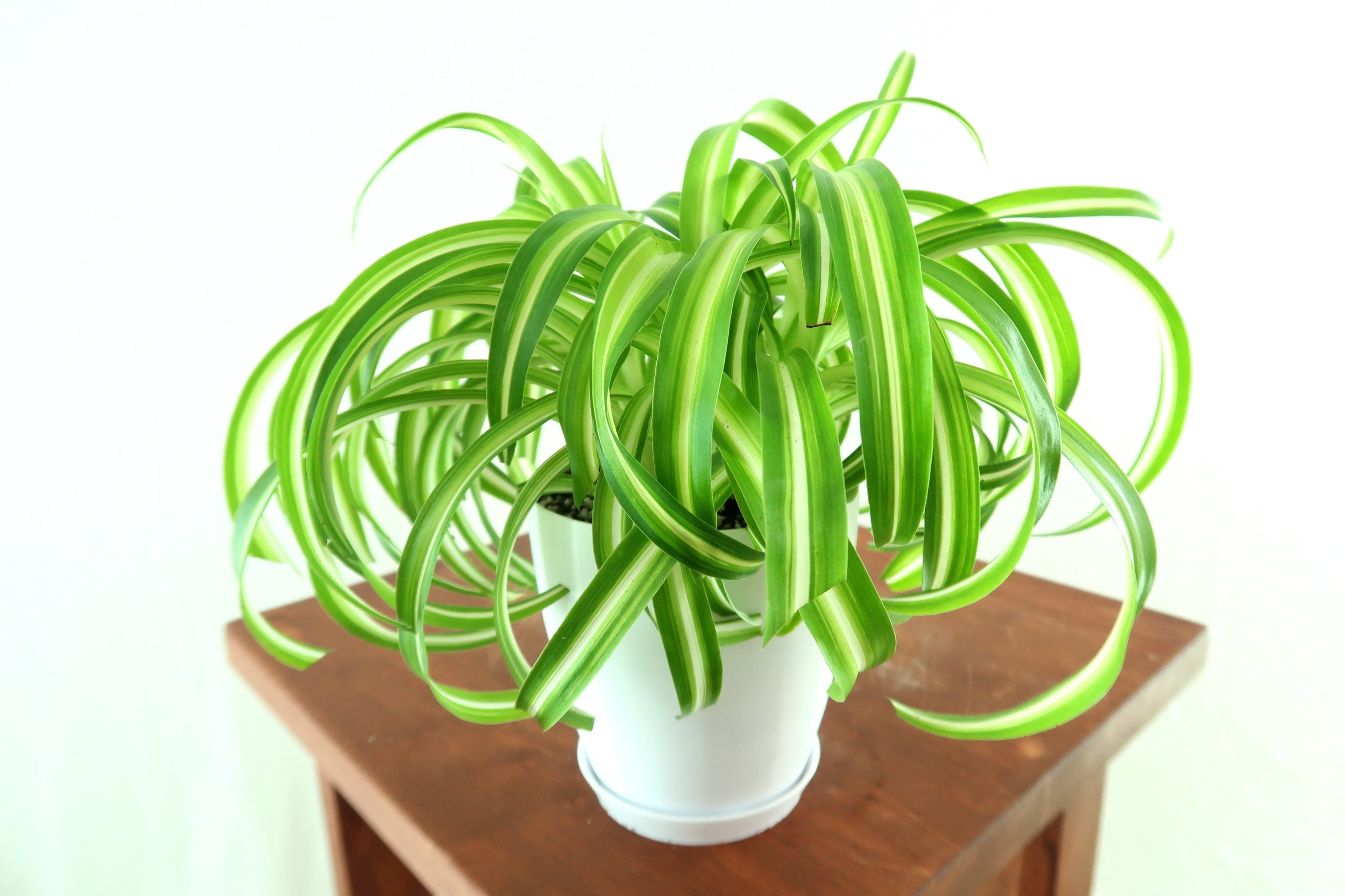 Hanging Collection Bonnie Spider Chlorophytum Comosum Leaf & Linen Variegated Curly Leaves Air Purifying Indoor Houseplant,