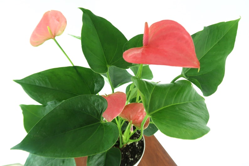 altar lily v s flamingo lily altar lily v s flamingo lily