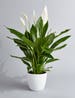 Peace Lily (spathiphyllum) Air Purifying Indoor Plant in 4” 3D Printed BioPot