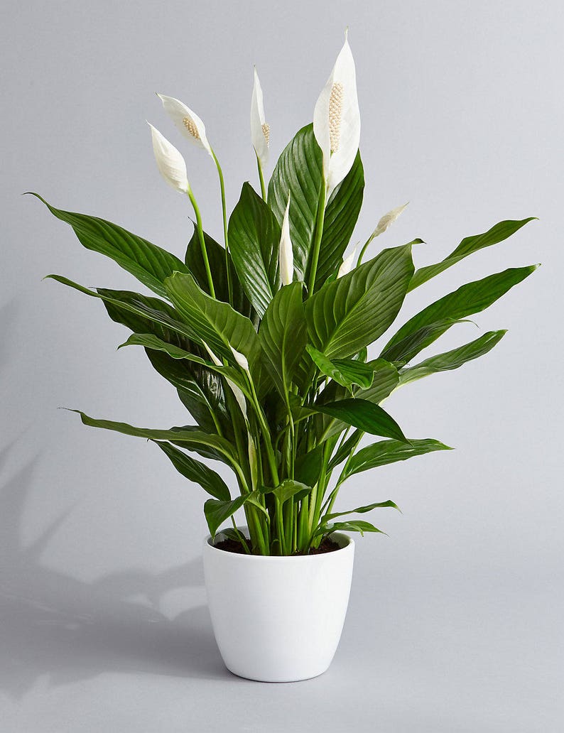 Peace Lily (spathiphyllum) Air Purifying Indoor Plant in 4” 3D Printed BioPot 