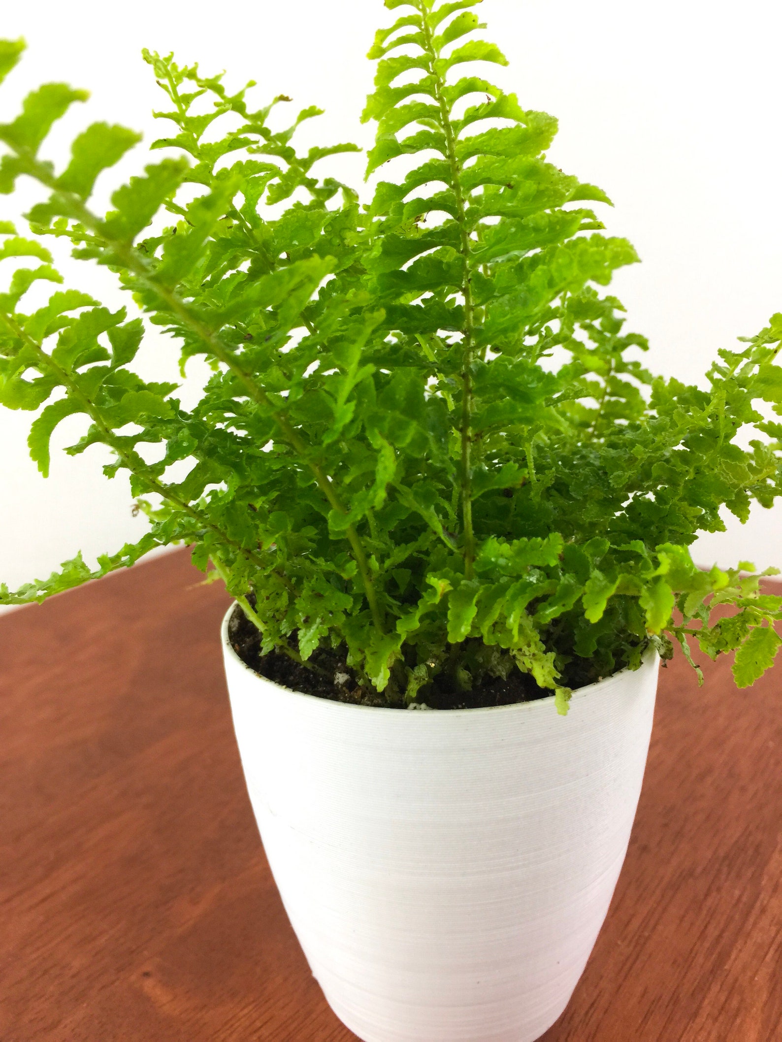 Baby Fern Air Purifying Plant Pet Safe Live Houseplant Etsy