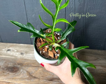Philodendron Tortum -- US SELLER