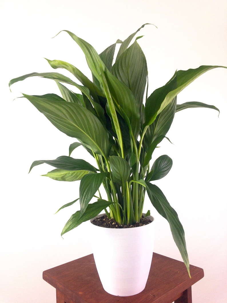 Large Peace Lily Live Indoor Plant Air Purifying ...