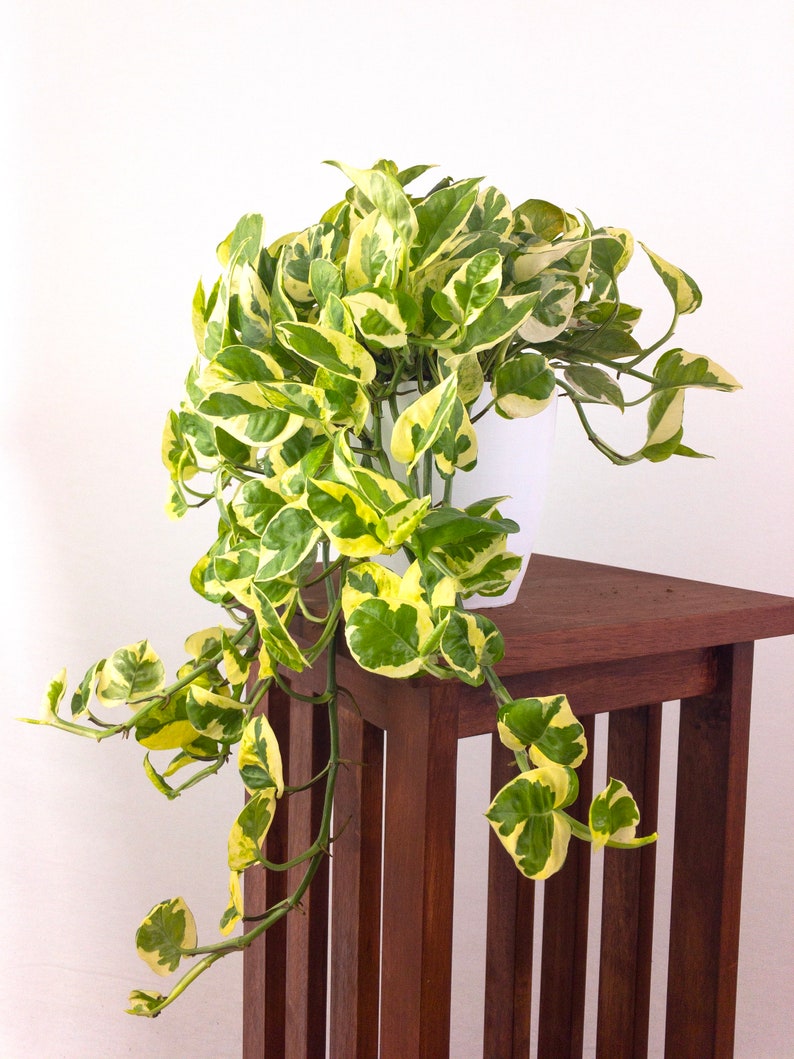 Large Pothos N'Joy Air Purifying Plant Easy Care Live Etsy