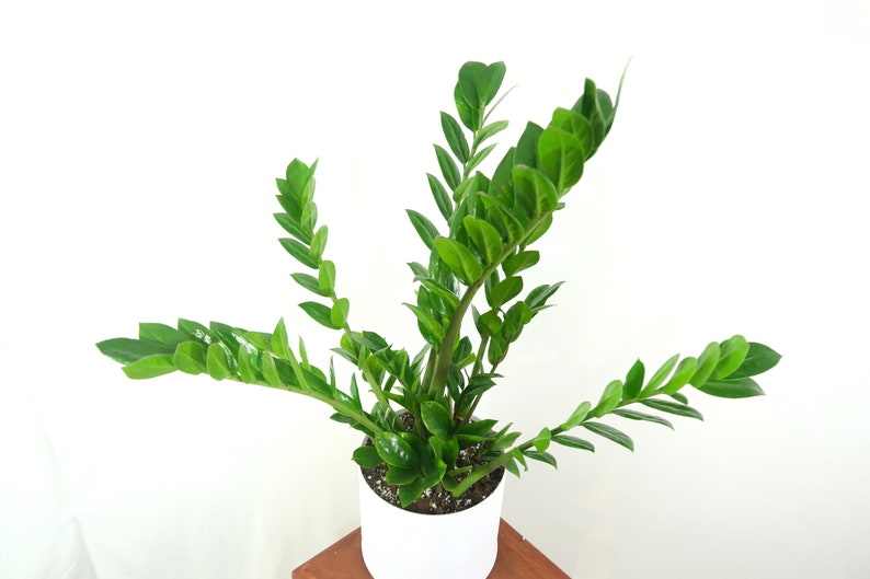 Extra Large ZZ Plant Zamioculcas Zamiifolia Live House Plant Etsy