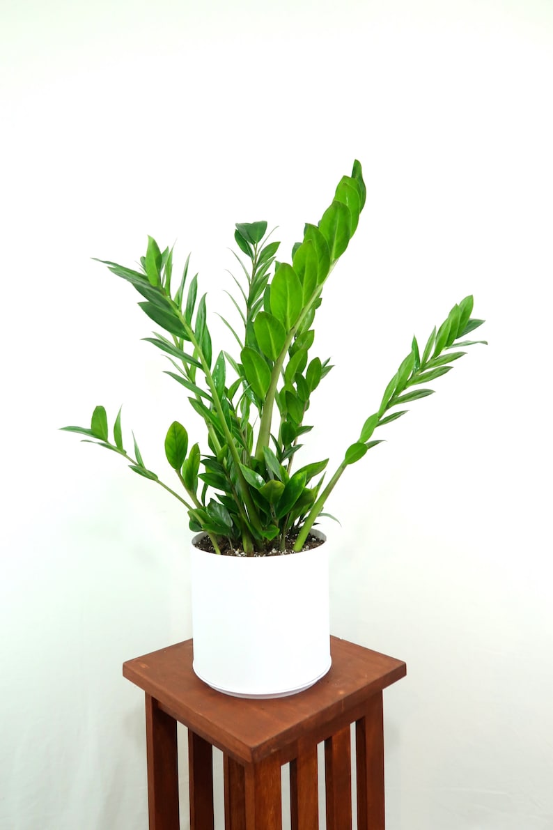 Extra Large ZZ Plant Zamioculcas Zamiifolia Live House