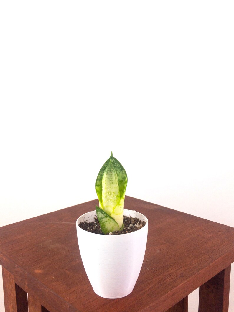 Baby Snake Plant Sansevieria Bird's Nest Air Purifying | Etsy