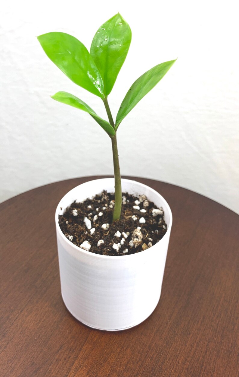 Baby ZZ Plant zamioculcas Zamiifolia Live House Plant Etsy