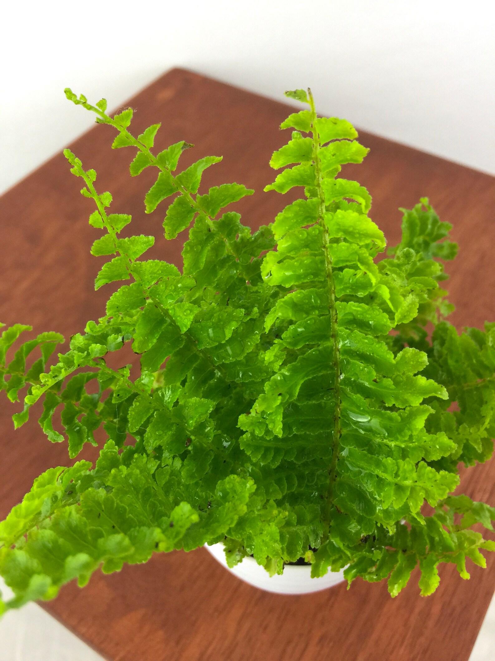 Baby Fern Air Purifying Plant Pet Safe Live Houseplant Etsy