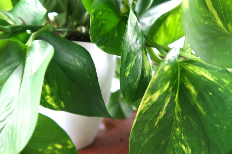 Large Golden Pothos devil's Ivy Air Purifying Plant Etsy