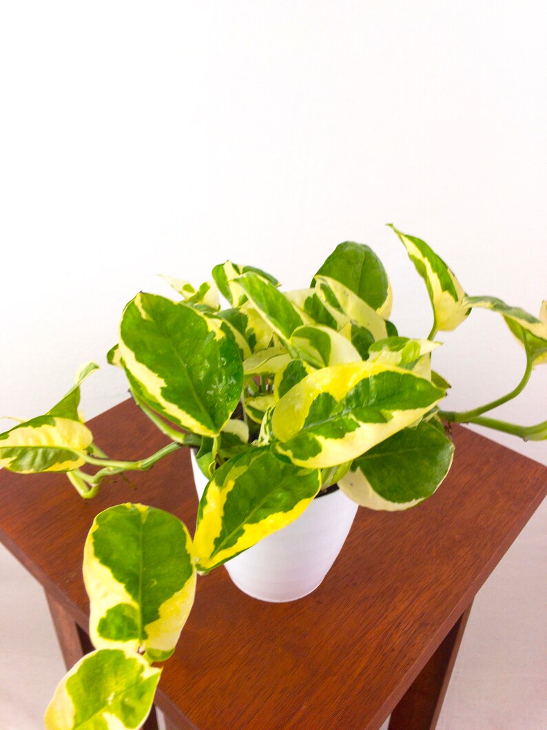 Pothos N'joy Air Purifying Plant Easy Care Live Etsy