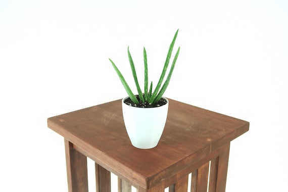 Planta Purificadora De Aire Del Aloe Vera Del Bebe Planta Etsy Planta Purificadora De Aire Del Aloe Vera Del Bebe Planta Etsy