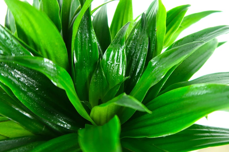 Dracaena Craig Compacta Air Purifying Plant Easycare Etsy