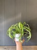 Curly Spider 'Bonnie' Air Purifying Indoor Plant (low light) in 4' 3 D printed Biopot 